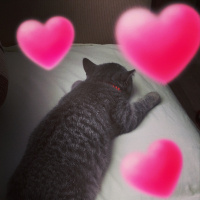 British Shorthair, Kedi  Çakıl Efe fotoğrafı