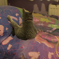British Shorthair, Kedi  Çakıl Efe fotoğrafı