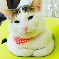 British Shorthair, Kedi  Çakıl Efe fotoğrafı