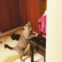 British Shorthair, Kedi  Çakıl Efe fotoğrafı