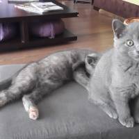 Scottish Fold, Kedi  robin fotoğrafı