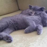 Scottish Fold, Kedi  robin fotoğrafı