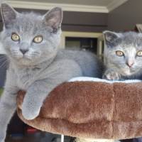 Scottish Fold, Kedi  robin fotoğrafı