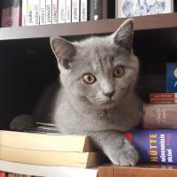 Scottish Fold, Kedi  robin fotoğrafı