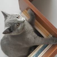 Scottish Fold, Kedi  robin fotoğrafı