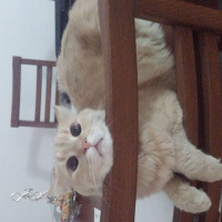 Tekir Kedi, Kedi  sarı  fotoğrafı