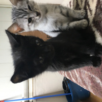 Tekir Kedi, Kedi  Lol fotoğrafı
