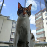 Tekir Kedi, Kedi  Hürrem fotoğrafı