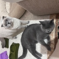 Scottish Fold, Kedi  Muezza fotoğrafı