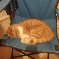 Sarman, Kedi  Alfa fotoğrafı