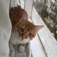 Sarman, Kedi  Alfa fotoğrafı