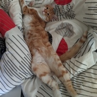 Sarman, Kedi  Alfa fotoğrafı