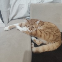 Sarman, Kedi  Alfa fotoğrafı