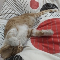 Sarman, Kedi  Alfa fotoğrafı
