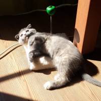 Scottish Fold, Kedi  khaleesi fotoğrafı