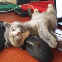 Scottish Fold, Kedi  khaleesi fotoğrafı