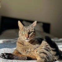 Tekir Kedi, Kedi  Petek fotoğrafı
