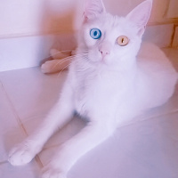 Van Kedisi, Kedi  Maviş fotoğrafı