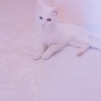 Van Kedisi, Kedi  Maviş fotoğrafı