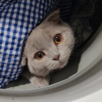 Scottish Fold, Kedi  Lokum fotoğrafı