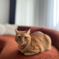 Sarman, Kedi  Sam fotoğrafı