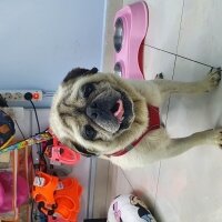 Pug, Köpek  joni fotoğrafı