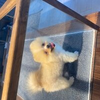 Pomeranyalı, Köpek  BOBİ fotoğrafı