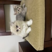 British Longhair, Kedi  Pişmaniye fotoğrafı