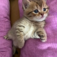British Shorthair, Kedi  durmuş fotoğrafı