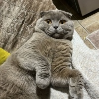 Scottish Fold, Kedi  Pıt pıt fotoğrafı