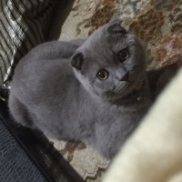 Scottish Fold, Kedi  Pıt pıt fotoğrafı