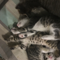 Tekir Kedi, Kedi  Tekir Kardeşler fotoğrafı