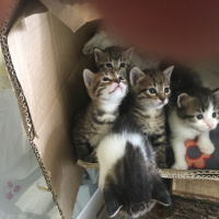 Tekir Kedi, Kedi  Tekir Kardeşler fotoğrafı