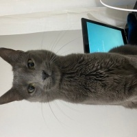 Mavi Rus, Kedi  DUMAN fotoğrafı