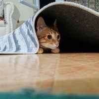 Sarman, Kedi  Ares fotoğrafı