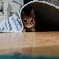 Sarman, Kedi  Ares fotoğrafı