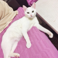Van Kedisi, Kedi  Pamuk fotoğrafı