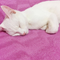 Van Kedisi, Kedi  Pamuk fotoğrafı