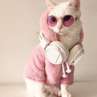 Van Kedisi, Kedi  Pamuk fotoğrafı