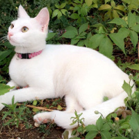 Van Kedisi, Kedi  Pamuk fotoğrafı