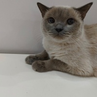 British Shorthair, Kedi  Moka fotoğrafı