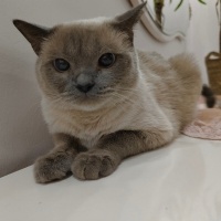 British Shorthair, Kedi  Moka fotoğrafı