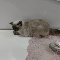 British Shorthair, Kedi  Moka fotoğrafı