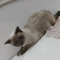 British Shorthair, Kedi  Moka fotoğrafı