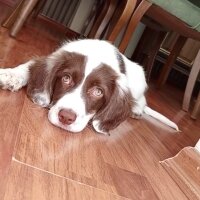 İngiliz Springer Spaniel, Köpek  ALEX fotoğrafı