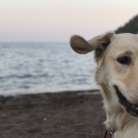 Golden Retriever, Köpek  Latte fotoğrafı