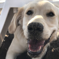 Golden Retriever, Köpek  Latte fotoğrafı