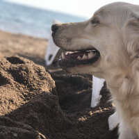 Golden Retriever, Köpek  Latte fotoğrafı