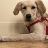 Golden Retriever, Köpek  Latte fotoğrafı