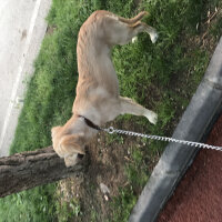 Golden Retriever, Köpek  Latte fotoğrafı